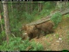 В заповеднике «Столбы» медведи легли в берлоги
